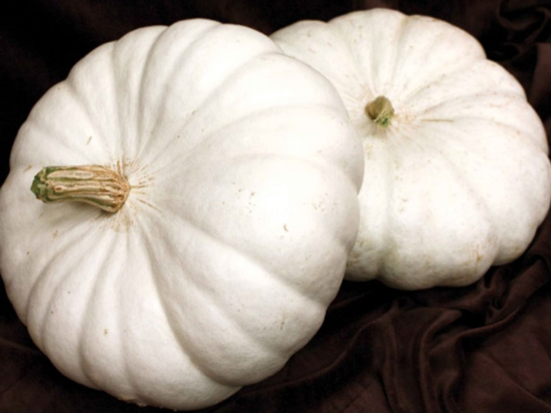 White Flat Boer Pumpkin