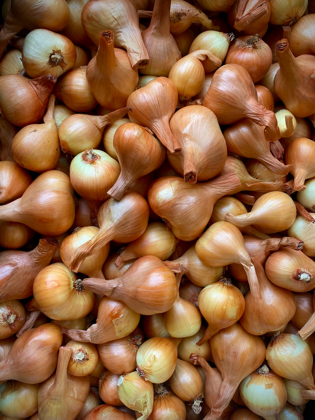 Yellow Potato Onion - 1/4 Pound