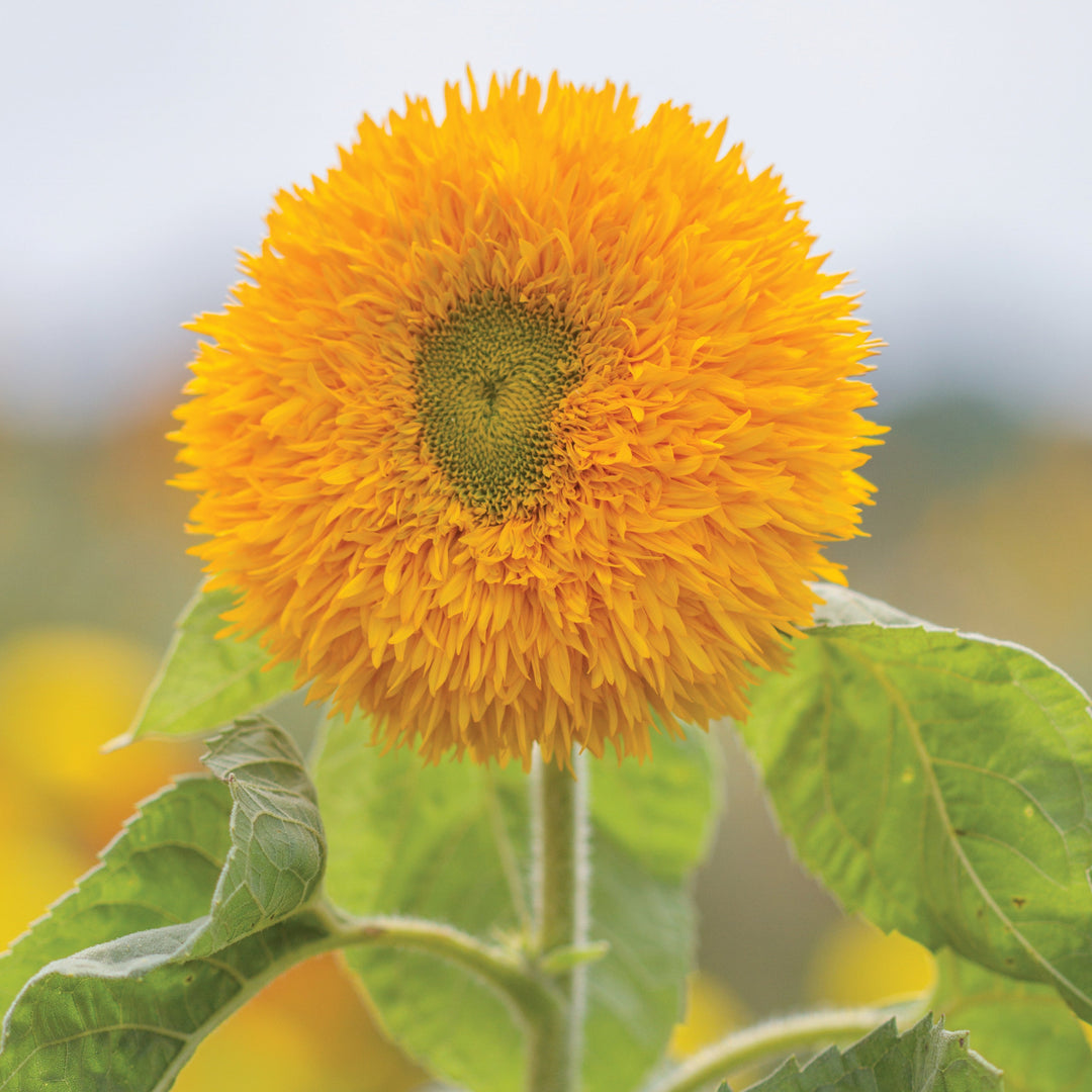 Sungold Tall Sunflower – MIgardener