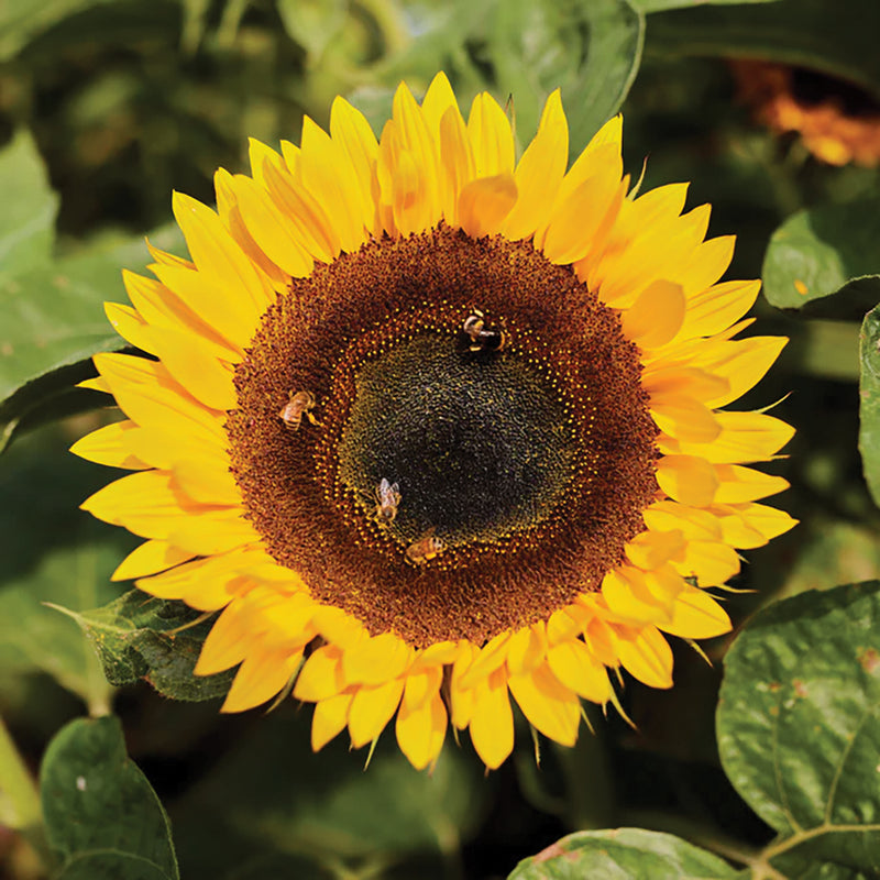 Taiyo Sunflower