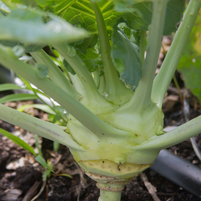 White Vienna Kohlrabi