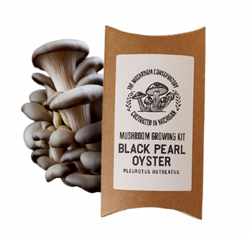 Black Pearl Oyster Mushroom Growing Kit