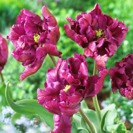 Negrita Parrot Tulip (5 ct)