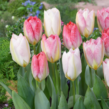 Fosteriana Tulip - Flaming Purissima (5 ct)