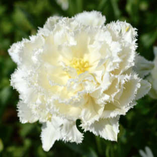 Double Fringed Tulip - Snow Crystal (5 ct)