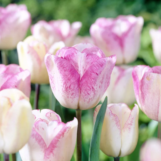 Triumph Tulip - Shirley (5 ct)