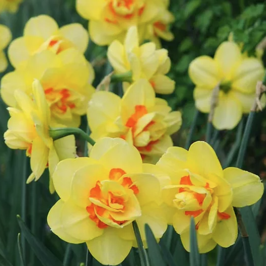 Tahiti Double Daffodil (5 ct)