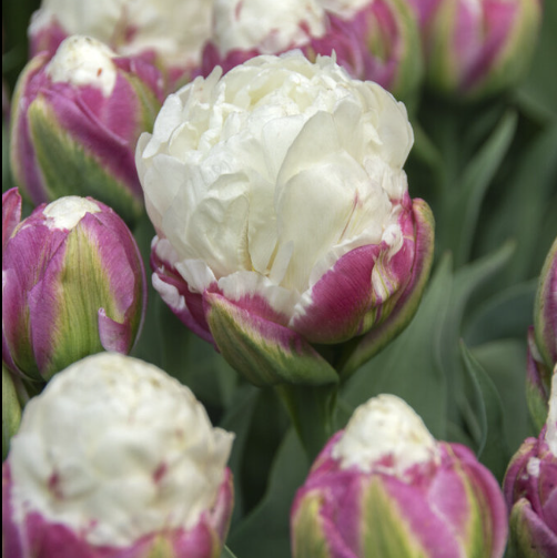Ice Cream Tulip (5 ct)