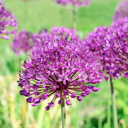 Allium Purple Sensation (5 ct)