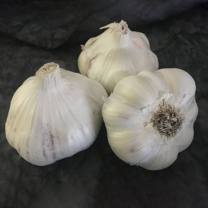 Early Red Italian (Softneck) Garlic