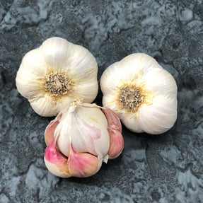 Silverwhite (Softneck) Garlic