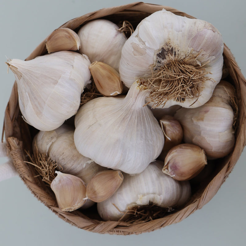 Susanville (Softneck) Garlic