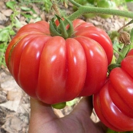 【レッチリとまと】 Roma VF Tomato Seeds and Plants, Vegetable Gardening at