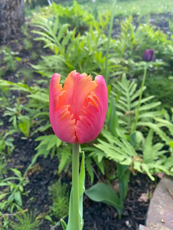 Amazing Parrot Tulip (5 ct)