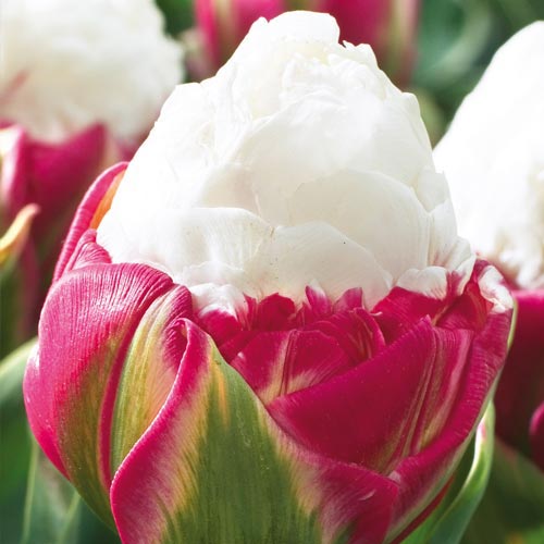 Ice Cream Tulip (5 ct)