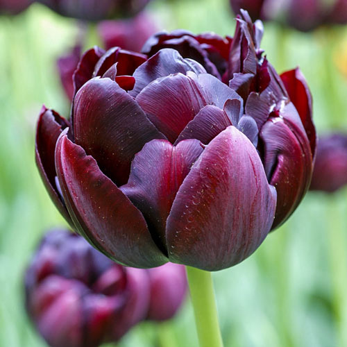 Black Hero Tulip (5 ct)