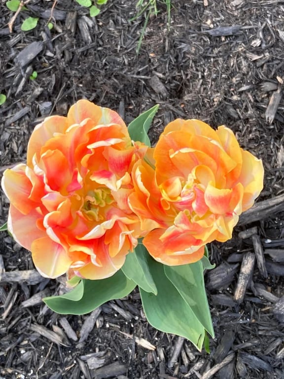 Foxy Foxtrot Tulip (5 ct) – MIgardener