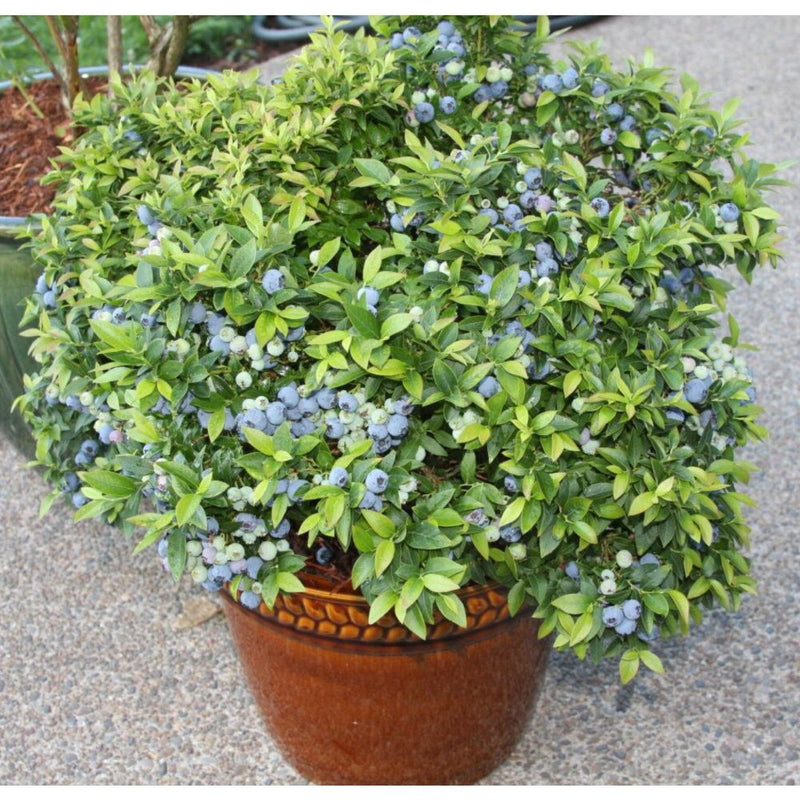 Top Hat Blueberry (1 Plant)