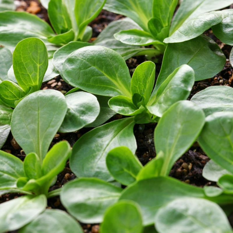Mache Lettuce  Fresh & Locally Grown - Buy Now