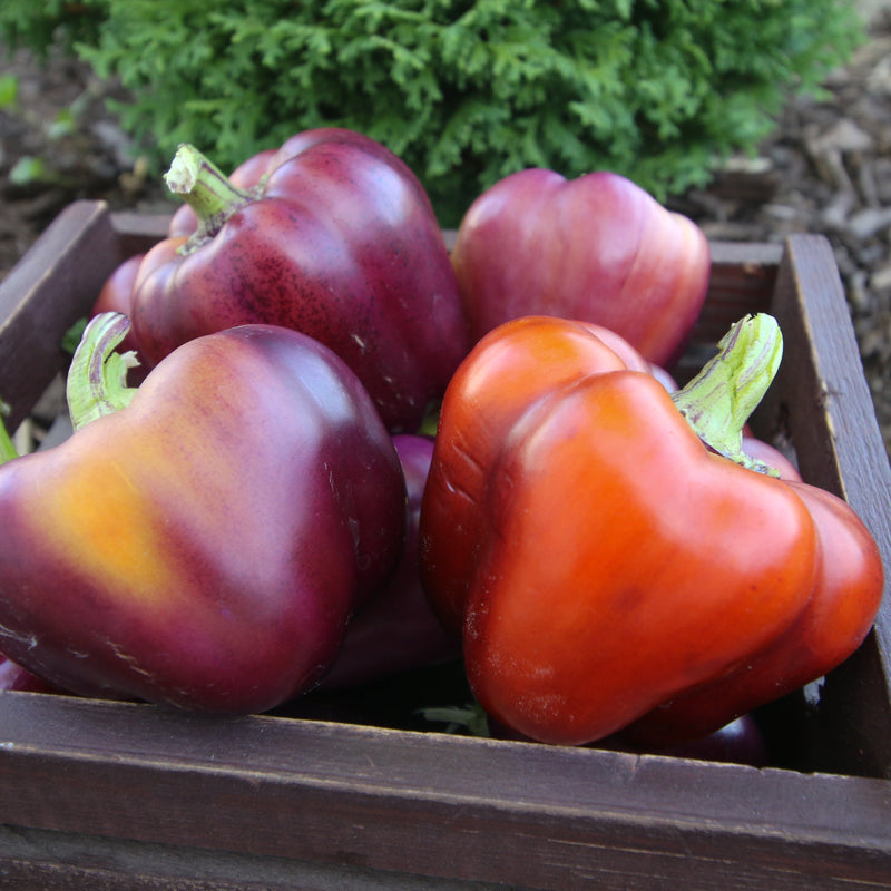 Freckled Plum Bell Pepper