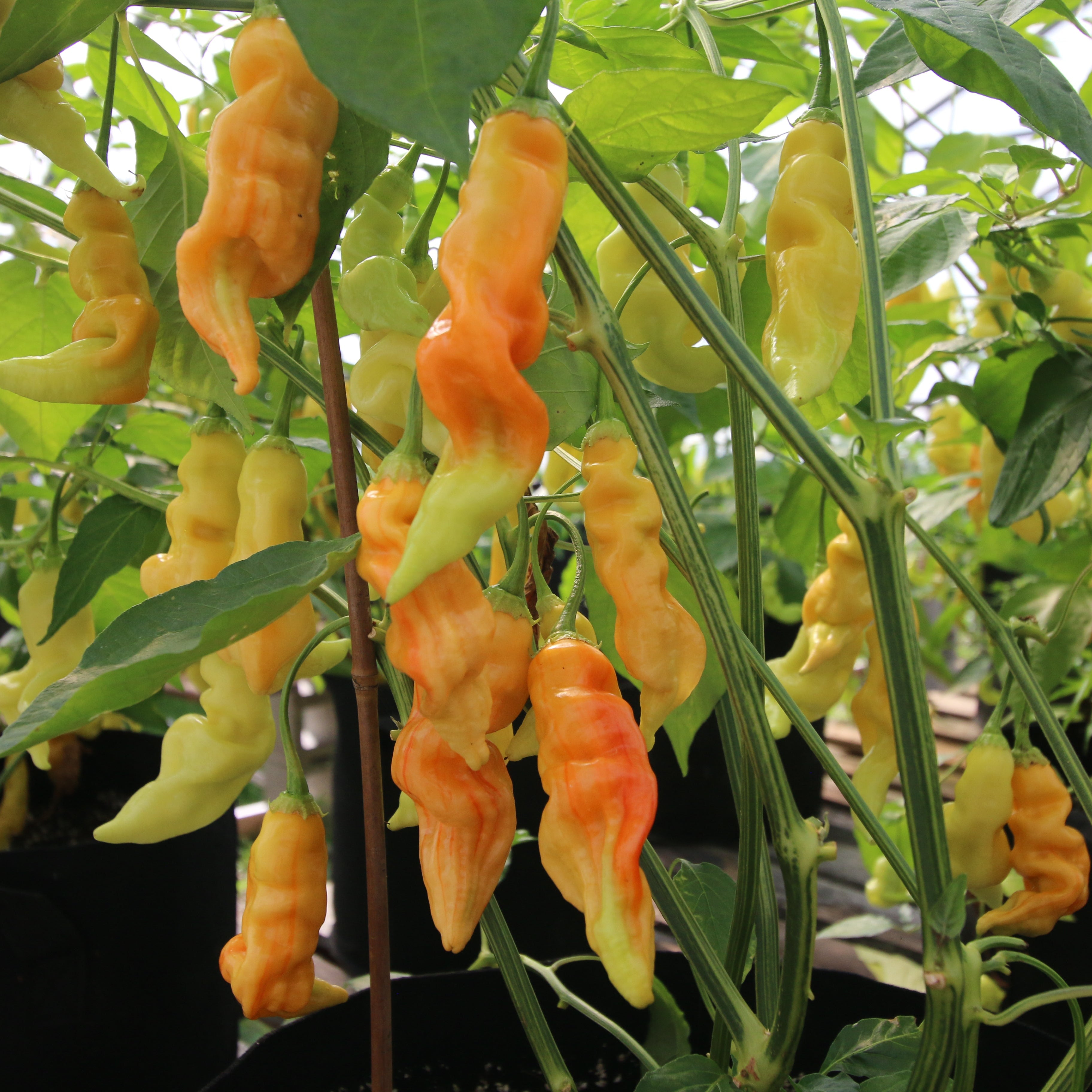 ペッパーペッパー Sugar Rush Stripey Pepper – MIgardener