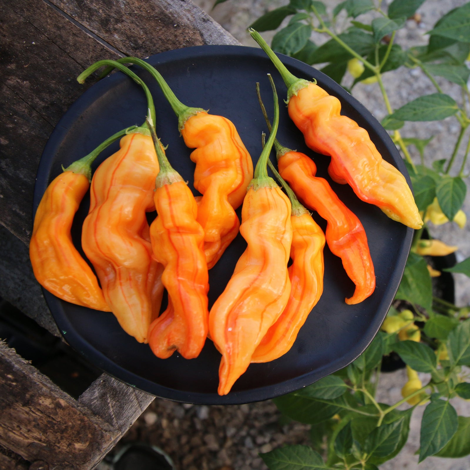 Chili Rayado Semillas Para Cultivar Semillas De Chile Sugar Rush Stripey - 10 Semillas (¡novedad Mundial!) Mini Cooper R 56 Chili Rayado Semillas Para Cultivar Semillas De Chile Sugar Rush Stripey - 10 Semillas (¡novedad Mundial!) Mini Cooper R 56