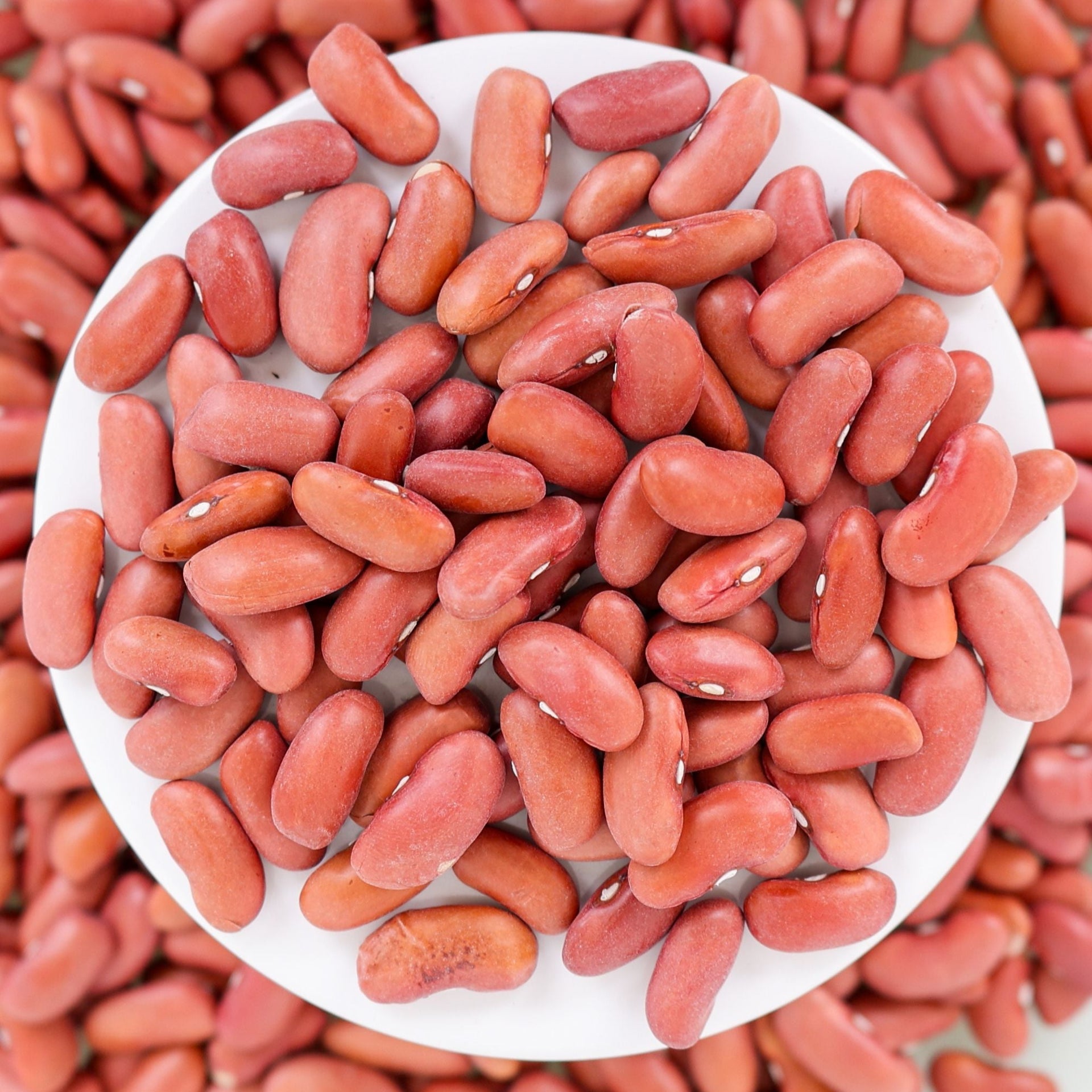 Light Red Kidney Bean (Bush) – MIgardener
