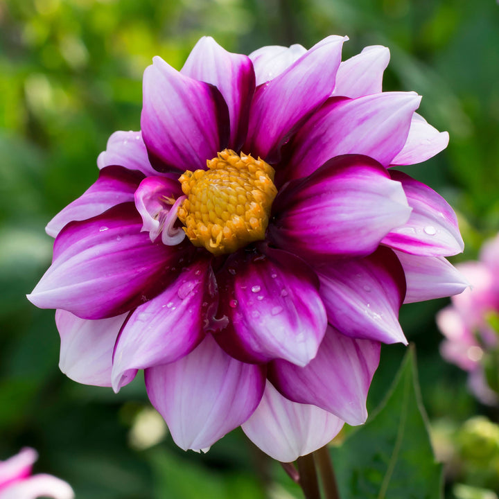 Collarette Dahlia Tuber: Edge of Joy