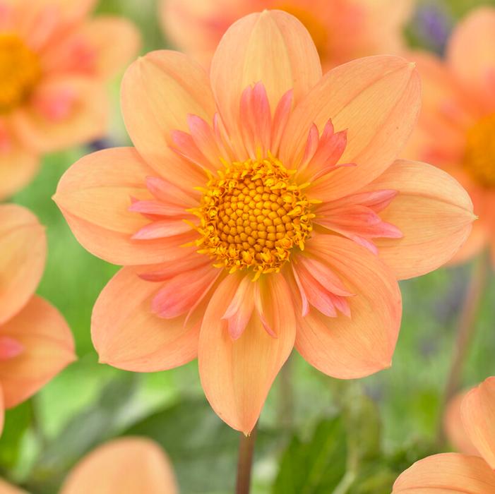 Collarette Dahlia Tuber: Kelsey Annie Joy