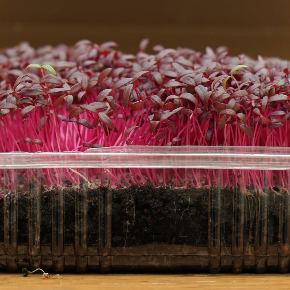 Amaranth Microgreen - 1 Ounce