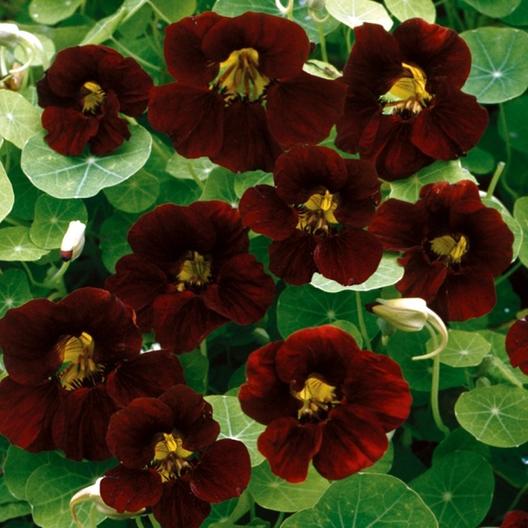 Black Velvet Nasturtium