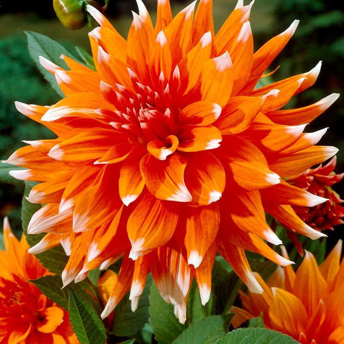 Cactus Dahlia Tuber: Color Spectacle