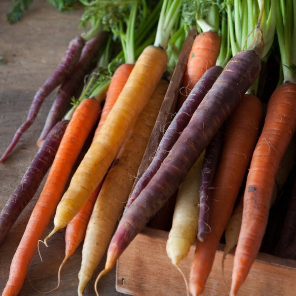 Carrots Rainbow Mix Carrot – MIgardener