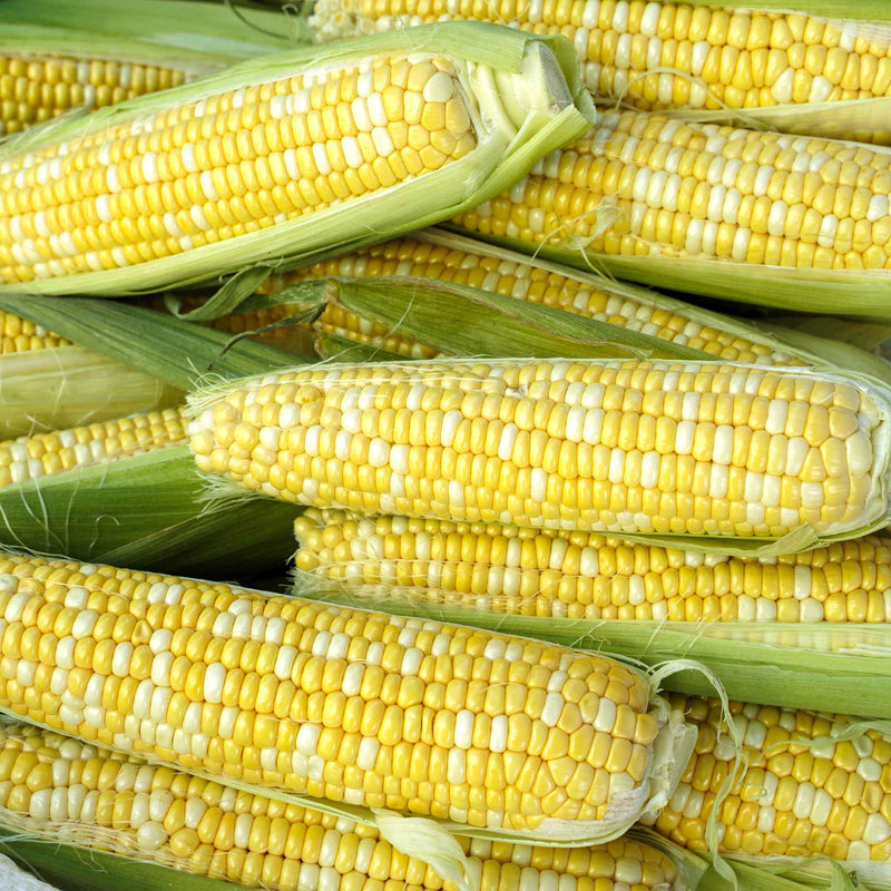 Bi-Licious Sweet Corn