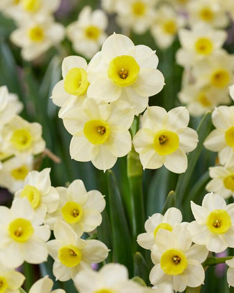 Minnow Daffodil (5 ct)