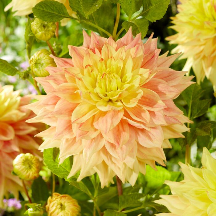 Dinnerplate Dahlia Tuber: Advance