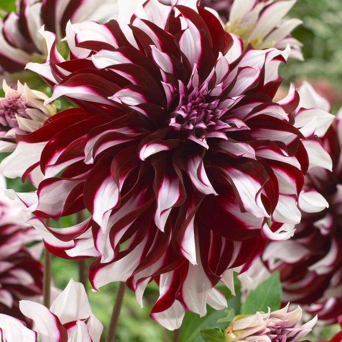 Dinnerplate Dahlia Tuber: Tartan