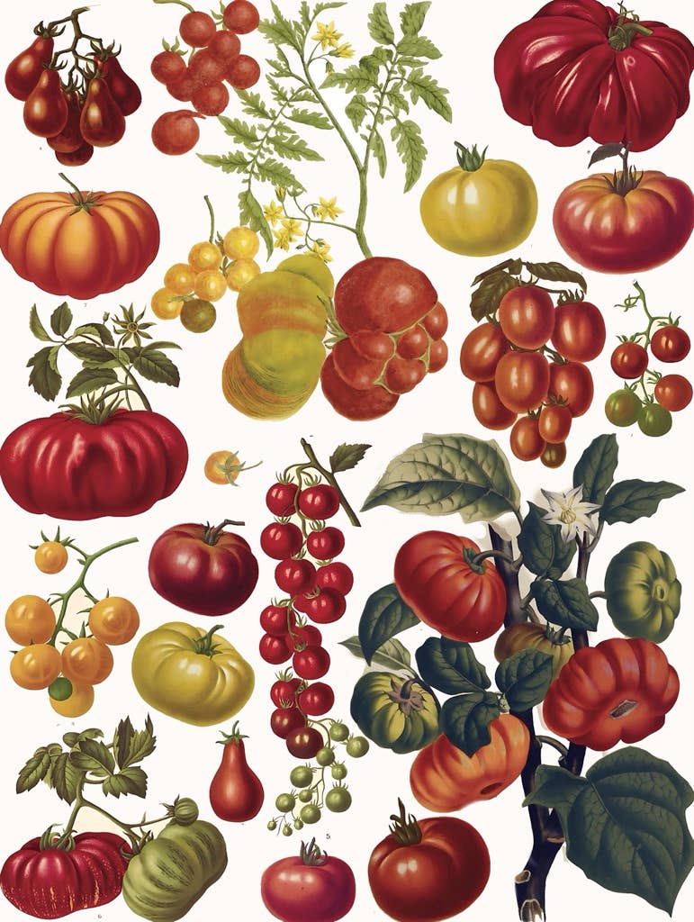 Tomatoes - 500 Piece Jigsaw Puzzle