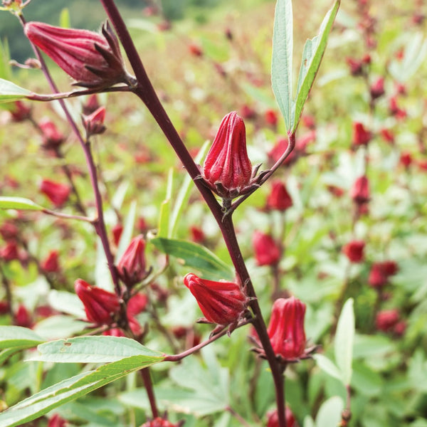 hibiscus sabdariffa plant Roselle-Asian Sour Leaf (Hibiscus) – MIgardener