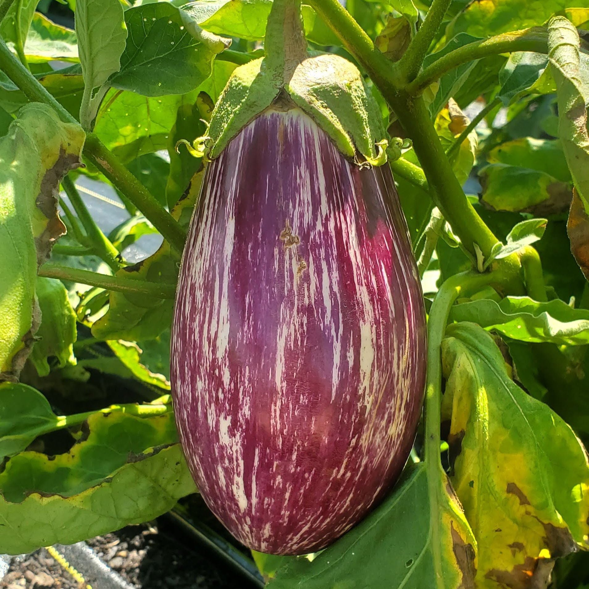 Eggplant – MIgardener