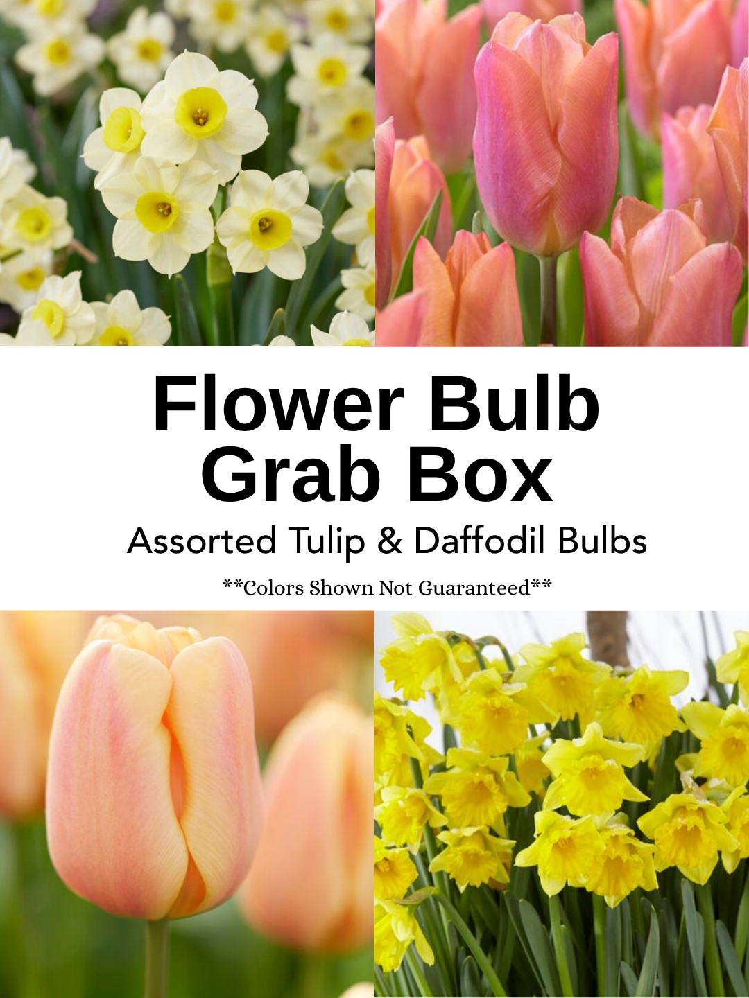 Flower Bulb Grab Boxes