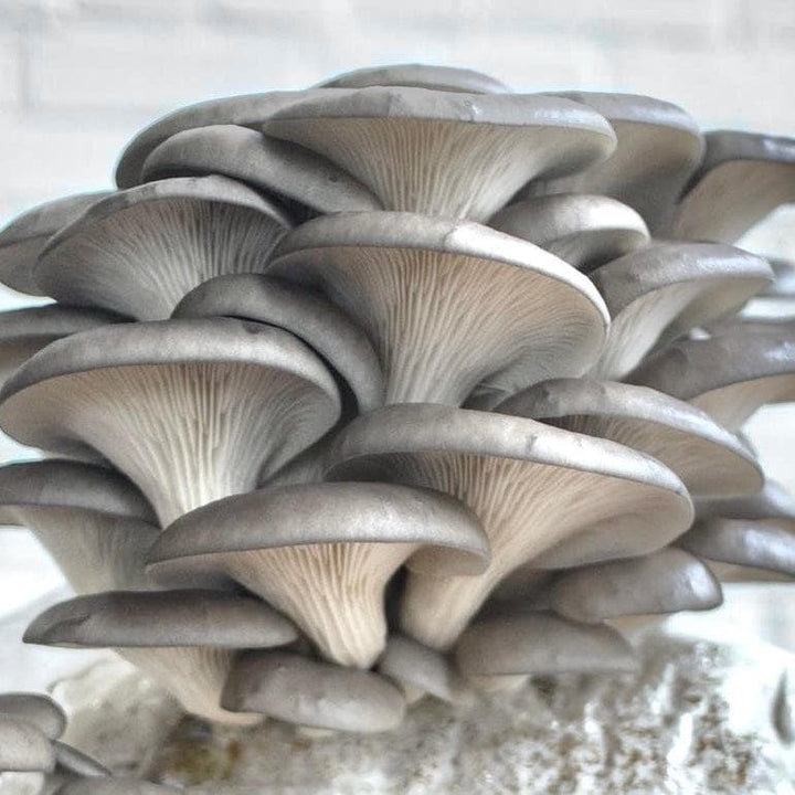 Blue Oyster &