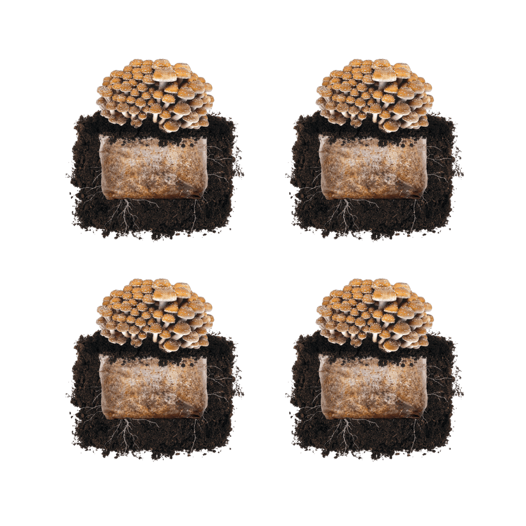 Chestnut &