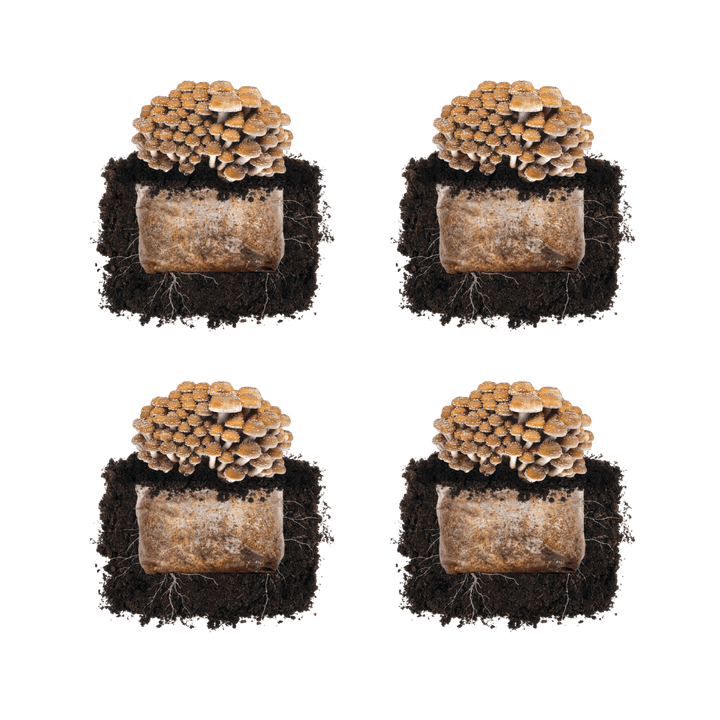 Chestnut &