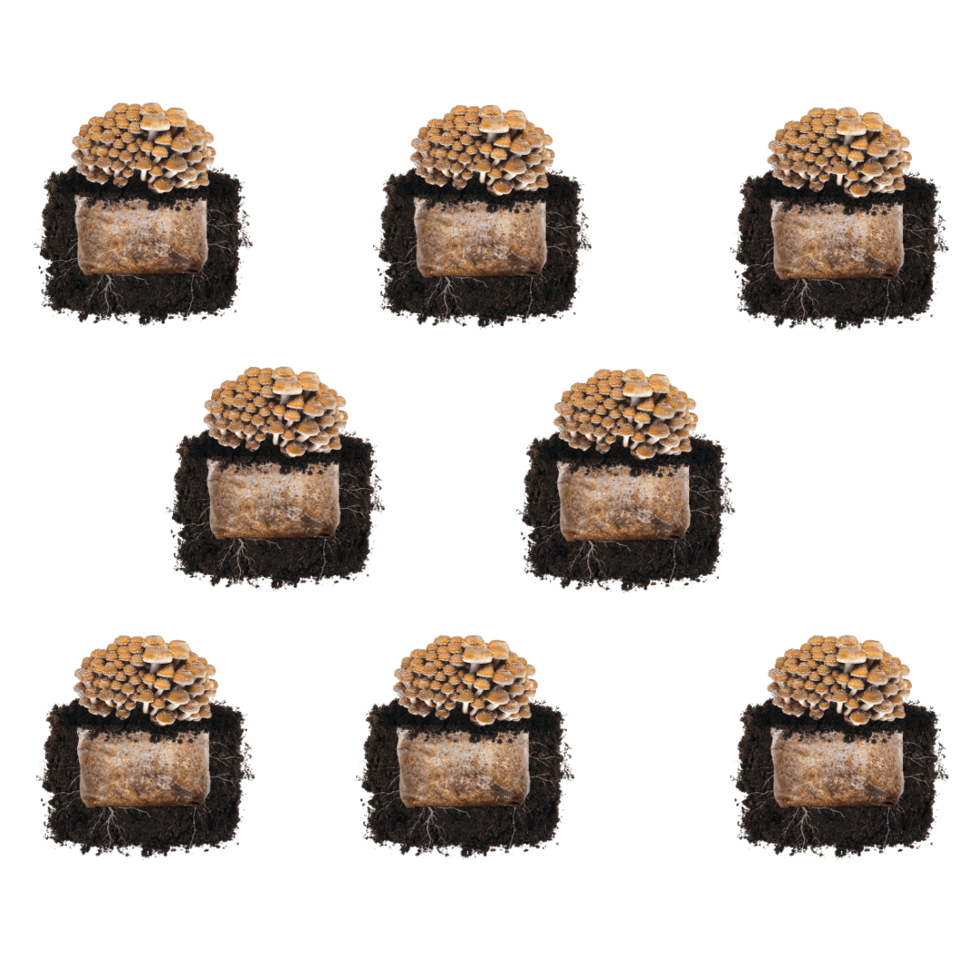 Chestnut &