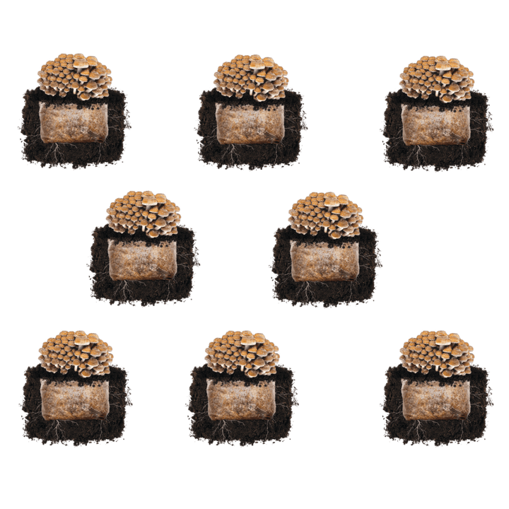 Chestnut &
