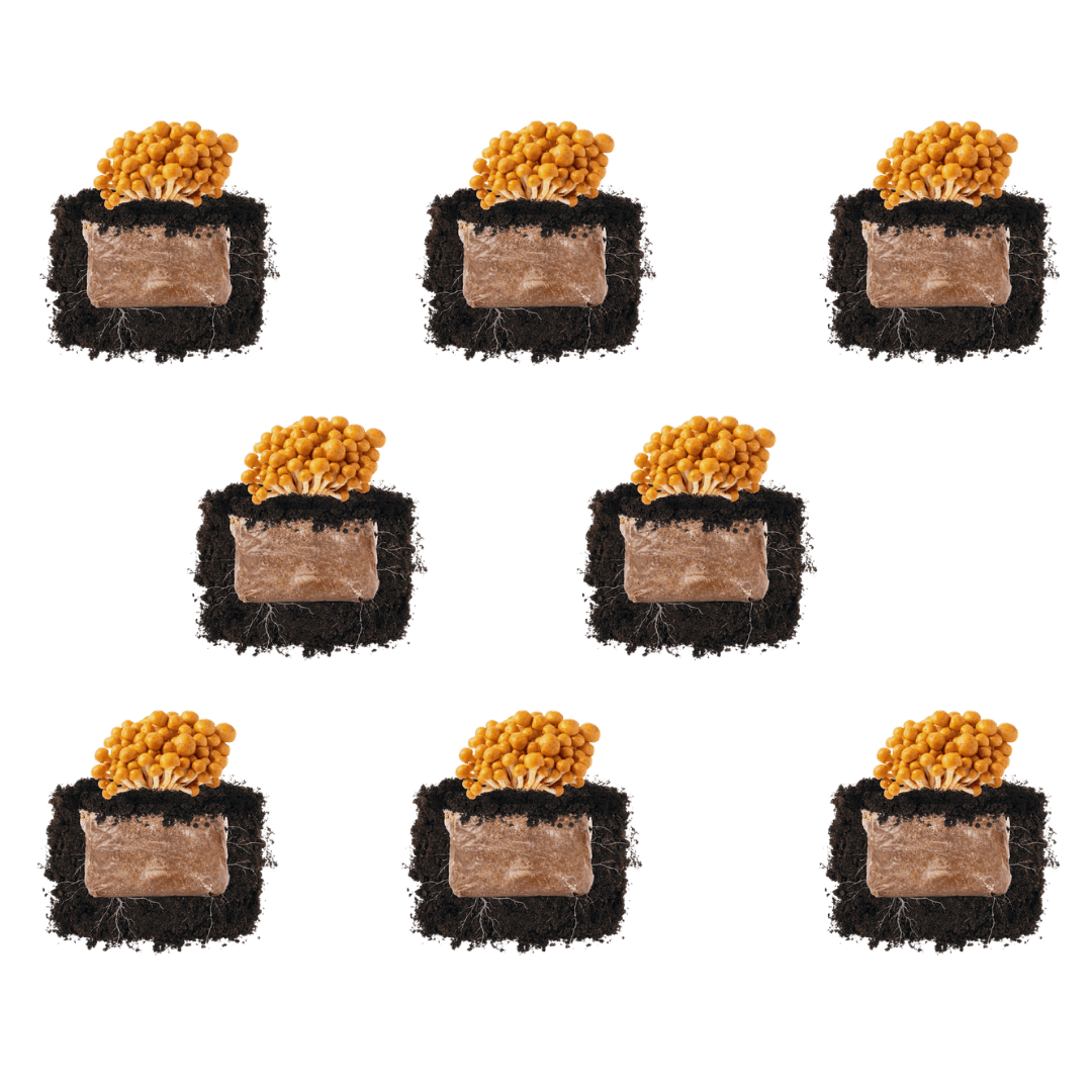 Nameko &