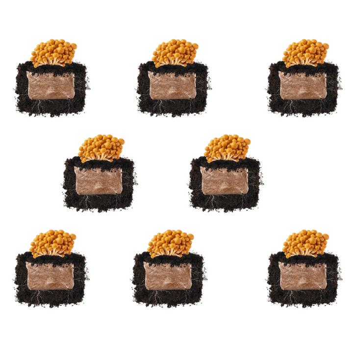 Nameko &