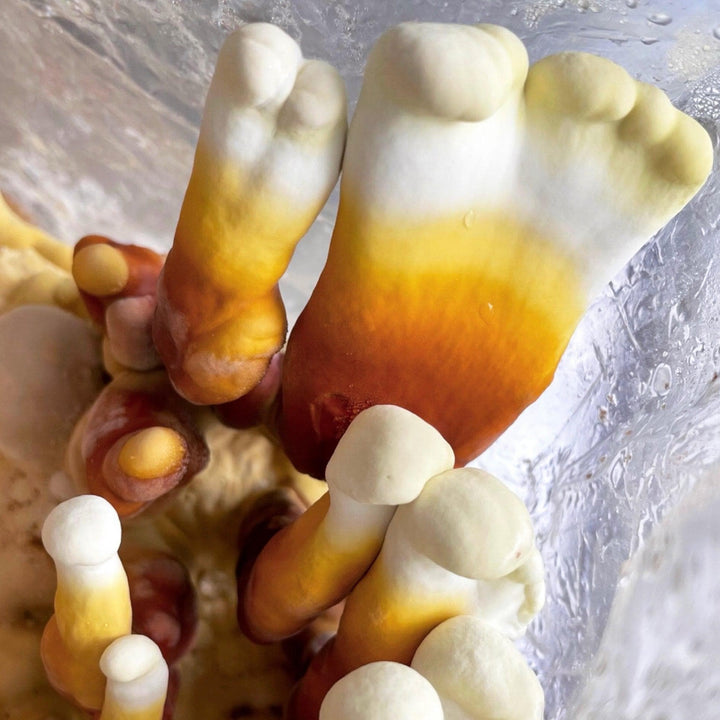 Reishi &