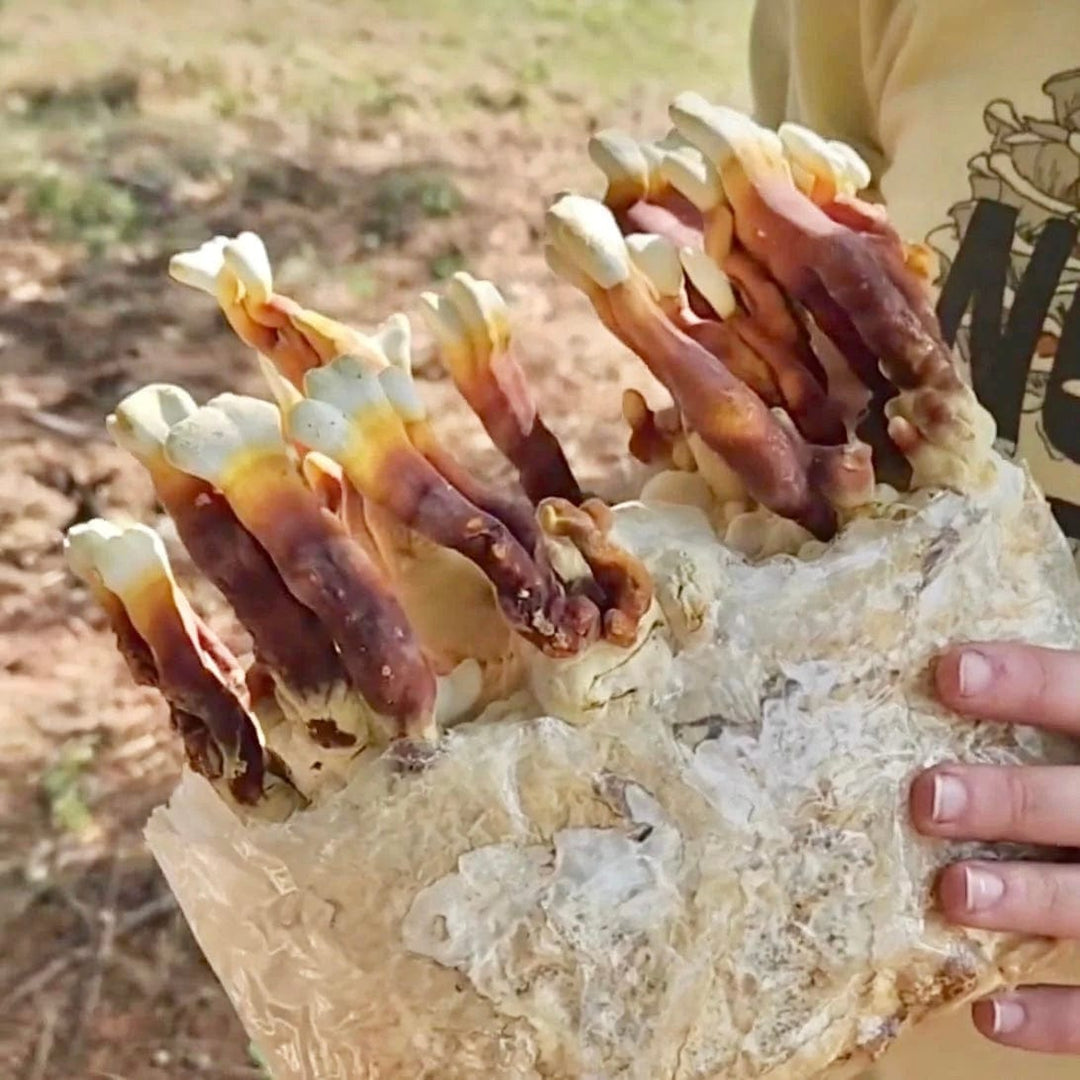 Reishi &